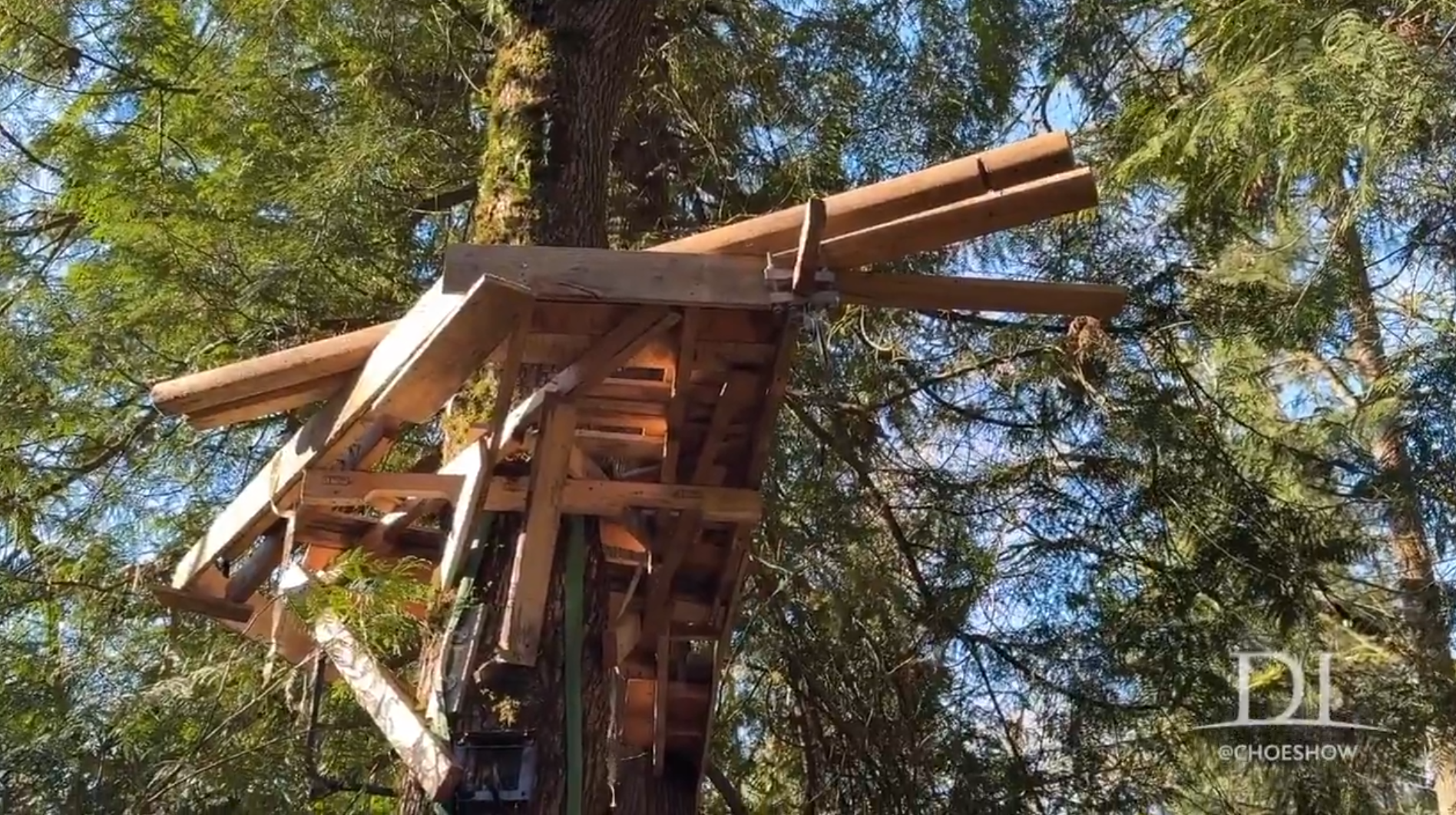 Homeless Building Treehouses to Evade Camping Ban, Causing ...